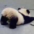 用户78079168的头像-VAM®克苏恩资源社区