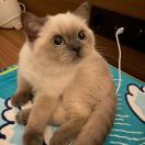 苏