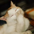 燕子飞
