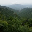 汤立国木材交易