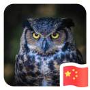 進(jìn)擊的貓頭鷹