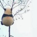 官方提問(wèn)