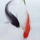 刘峥