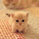 泥泞中的（老虎）