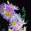 李珊菊（雪菊)的头像-华闻时空