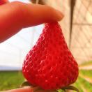 九九草莓℡₁₅₆₀₄₁₅₃₉₅₁