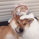 StrawberryFields的头像-日本！日本语