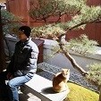 紹羽