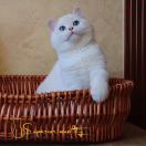 伶零