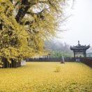 沐雨竹