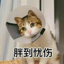 朱姝雅