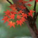 枫林的头像-秀琴曲谱网