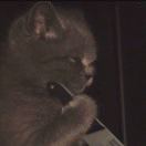 null转租&房东直租