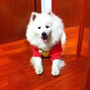 小豆
