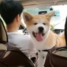 布 高興