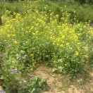 一叶扁舟的钢琴谱