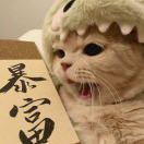 印第安小斑鳩