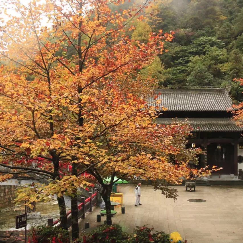 陈光