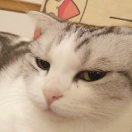 王之藐視