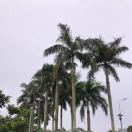 Kim又来了