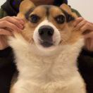 🐝趙的头像-秀琴曲谱网