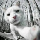 ericcc's Avatar