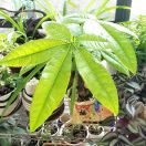 邵小兵13367257098