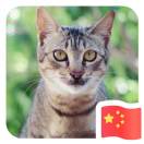 啊小猪