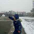 三月桃花雪
