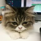 Hang's Avatar