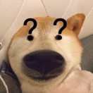 用户93775707的头像-WordPress主题模板-zibll子比主题