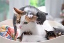 蒼真