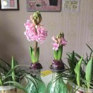 wx_SirMa马12