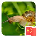 狂奔的蜗牛62985