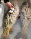 域鑒黃河野生魚?? 1763884****的店鋪