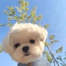 李林
