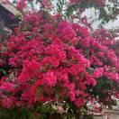 梅花呈现的头像 - 校园论坛