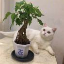 夢夕筆談