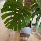 hehehehe的钢琴谱