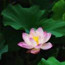 李亦军