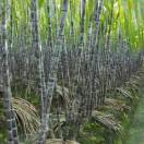 ob-rQv6NKfjfwlJ9S5boCyHiis4E