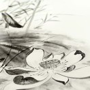 兰若宽雷