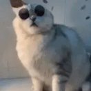 bobly's Avatar