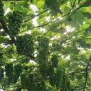 临泉城关街道采摘园15956871899