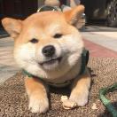 布里斯托求租