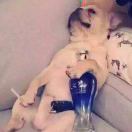 卢先生的头像