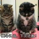 ?  Fantasy ?的頭像