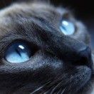 黑猫之瞳