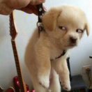 伦敦求租