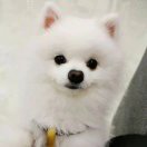 Albert